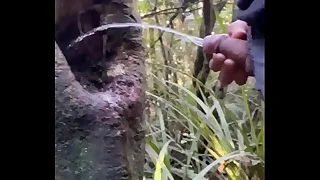 38 pee porn videos
